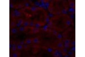 Immunofluorescence analysis of Rat kidney tissue using CAV1 Polyclonal Antibody at dilution of 1:200. (Caveolin-1 antibody)