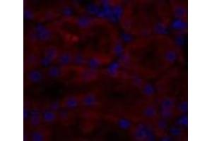 Immunofluorescence analysis of Rat kidney tissue using CAV1 Polyclonal Antibody at dilution of 1:200. (Caveolin-1 antibody)