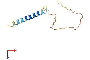 AlphaFold protein structure predicition of Human Recombinant SFTA3 Protein, UniprotID P0C7M3