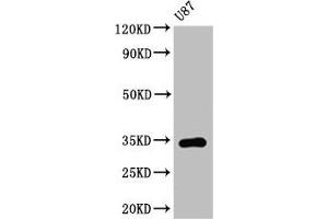 Western Blot Positive WB detected in: U87 whole cell lysate All lanes: TEF antibody at 3. (TEF antibody  (AA 7-303))
