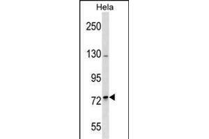 SH3RF2 Antibody (Center) (ABIN1538437 and ABIN2849579) western blot analysis in Hela cell line lysates (35 μg/lane).