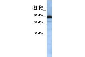 WB Suggested Anti-XPOT Antibody Titration:  0. (XPOT antibody  (Middle Region))