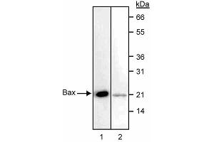 Western blot analysis of Bax. (BAX antibody  (N-Term))