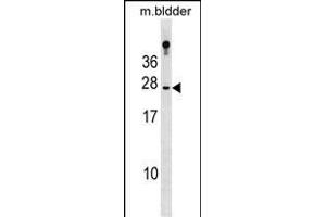 RBP4 Antibody (N-term) (ABIN1881735 and ABIN2839028) western blot analysis in mouse bladder tissue lysates (35 μg/lane). (RBP4 antibody  (N-Term))