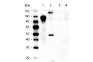 Image no. 1 for anti-His Tag antibody (HRP) (ABIN1102043)