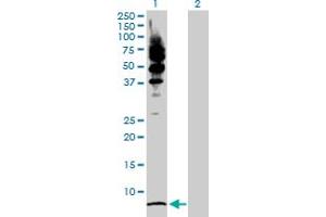 Western Blot analysis of LRRFIP1 expression in transfected 293T cell line by LRRFIP1 MaxPab polyclonal antibody.