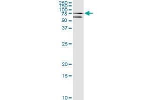 Immunoprecipitation of CUX1 transfected lysate using mouse monoclonal anti-CUX1 and Protein A Magnetic Bead