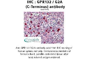 Image no. 1 for anti-G Protein-Coupled Receptor 132 (GPR132) (C-Term), (Cytoplasmic Domain) antibody (ABIN1734931) (G Protein-Coupled Receptor 132 antibody  (C-Term, Cytoplasmic Domain))