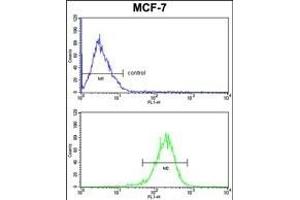 C1QA Antibody (C-term) (ABIN391492 and ABIN2841459) FC analysis of MCF-7 cells (bottom histogram) compared to a negative control cell (top histogram).