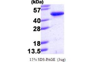 SDS-PAGE (SDS) image for PIN2/TERF1 Interacting, Telomerase Inhibitor 1 (PINX1) (AA 1-328) protein (His tag) (ABIN666767) (PINX1 Protein (AA 1-328) (His tag))