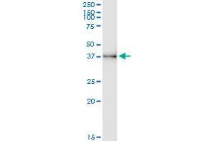 Immunoprecipitation of UNC119 transfected lysate using anti-UNC119 MaxPab rabbit polyclonal antibody and Protein A Magnetic Bead , and immunoblotted with UNC119 purified MaxPab mouse polyclonal antibody (B01P) . (UNC119 antibody  (AA 1-240))