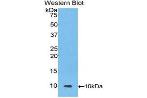 Western Blotting (WB) image for anti-Urocortin 2 (UCN2) (AA 31-112) antibody (ABIN3205060) (Urocortin 2 antibody  (AA 31-112))