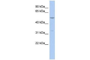 FBXO15 antibody used at 1 ug/ml to detect target protein. (FBXO15 antibody  (N-Term))