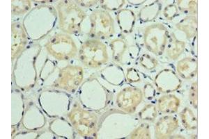 Immunohistochemistry of paraffin-embedded human kidney tissue using ABIN7157916 at dilution of 1:100 (BAT3 antibody  (AA 1-200))