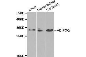 Western blot analysis of extracts of various cell lines, using ADIPOQ antibody (ABIN5971370) at 1/1000 dilution. (ADIPOQ antibody)