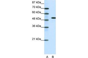 Western Blotting (WB) image for anti-Spi-B Transcription Factor (Spi-1/PU.1 Related) (SPIB) antibody (ABIN2460217) (SPIB antibody)