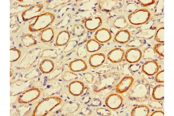 PIGP antibody  (AA 1-282)