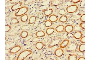 Immunohistochemistry of paraffin-embedded human stomach tissue using ABIN7163218 at dilution of 1:100