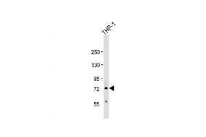 Western Blot at 1:500 dilution + THP-1 whole cell lysate Lysates/proteins at 20 ug per lane. (RNF19B antibody  (AA 369-398))