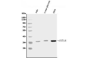 Western blot analysis of Annexin VIII using anti-Annexin VIII antibody (ABIN5518736). (Annexin VIII antibody  (N-Term))