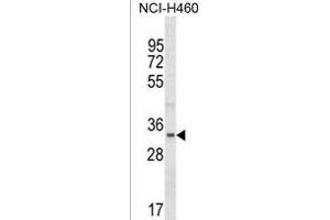 FBLL1 Antibody (Center) (ABIN1538078 and ABIN2849930) western blot analysis in NCI- cell line lysates (35 μg/lane). (FBLL1 antibody  (AA 209-236))