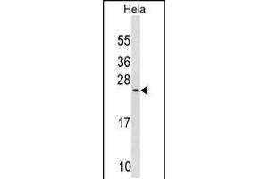 Western blot analysis in Hela cell line lysates (35ug/lane). (PRELID1 antibody  (N-Term))