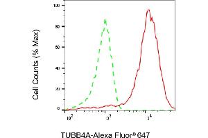 Flow cytometric analysis of TUBB4A expression in HAP-1 cells using TUBB4A antibody (ABIN7800660), 1:2,000). (Recombinant TUBB4 antibody)
