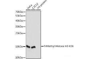 Western blot analysis of extracts of various cell lines using TriMethyl-Histone H3-K36 Polyclonal Antibody at dilution of 1:1000. (Histone 3 antibody  (3meLys36))
