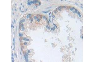 Figure. (PI16 antibody  (AA 28-247))