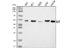 Western blot analysis of DLST using anti-DLST antibody (ABIN7599412). (DLST antibody  (AA 1-453))