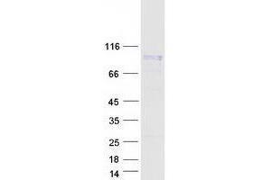 Validation with Western Blot (WEE1 Protein (Transcript Variant 1) (Myc-DYKDDDDK Tag))