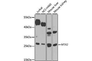 Western blot analysis of extracts of various cell lines, using MTX2 antibody (ABIN6129694, ABIN6144192, ABIN6144193 and ABIN6223964) at 1:1000 dilution. (MTX2 antibody  (AA 1-263))