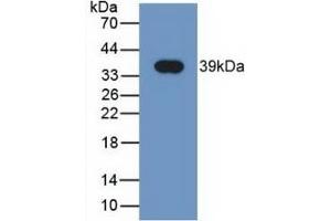 Detection of Recombinant NRG4, Human using Monoclonal Antibody to Neuregulin 4 (NRG4) (Neuregulin 4 antibody  (AA 1-62))