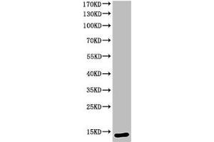 Western Blot analysis of KB cells using Cleaved-Caspase-3 p12 (D175) Polyclonal Antibody (Caspase 3 antibody  (Cleaved-Asp175))