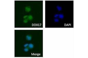 Immunofluorescence (IF) image for anti-DEAD (Asp-Glu-Ala-Asp) Box Polypeptide 17 (DDX17) antibody (ABIN2664924) (DDX17 antibody)