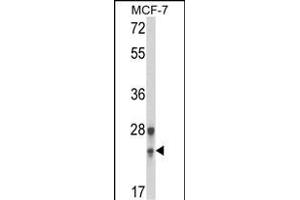 Western blot analysis of GINS1 Antibody (N-term) (ABIN653447 and ABIN2842885) in MCF-7 cell line lysates (35 μg/lane). (GINS1 antibody  (N-Term))