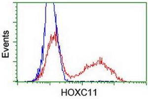 HEK293T cells transfected with either RC201475 overexpress plasmid (Red) or empty vector control plasmid (Blue) were immunostained by anti-HOXC11 antibody (ABIN2454335), and then analyzed by flow cytometry. (HOXC11 antibody)