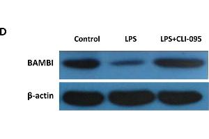 Functional activation of the LPS/TLR4 axis mediates BAMBI downregulation. (BAMBI antibody  (AA 101-200))