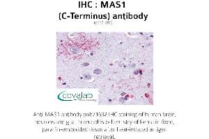 Image no. 1 for anti-MAS1 Oncogene (MAS1) (C-Term) antibody (ABIN1736773) (MAS1 antibody  (C-Term))
