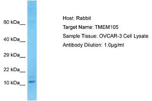 Host: Rabbit Target Name: TMEM105 Sample Type: OVCAR-3 Whole cell lysates Antibody Dilution: 1. (TMEM105 antibody  (N-Term))