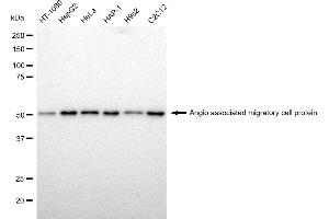 Western blotting analysis using Angio associated migratory cell protein antibody (ABIN7797601).