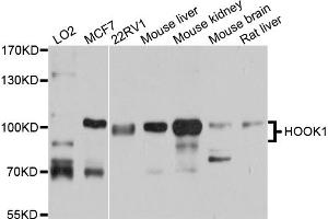 Western blot analysis of extracts of various cell lines, using HOOK1 antibody (ABIN5972717) at 1/1000 dilution. (HOOK1 antibody)
