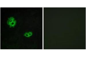 Immunofluorescence analysis of MCF7 cells, using GPR171 Antibody. (GPR171 antibody  (AA 141-190))
