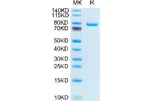 Transferrin Receptor Protein (His-Avi Tag)