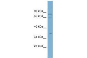 SLC5A9 antibody  (N-Term)