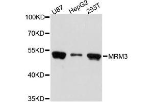 Western blot analysis of extracts of various cell lines, using MRM3 antibody (ABIN5972775) at 1:3000 dilution.