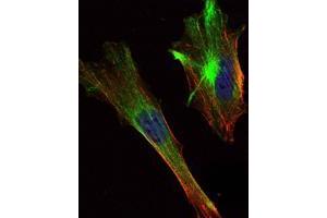 Immunofluorescence analysis of Hela cells using CRTC2 mouse mAb (green). (CRTC2 antibody)