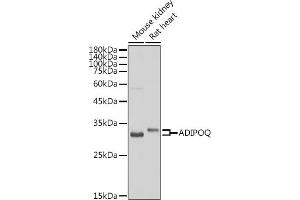 Western blot analysis of extracts of various cell lines, using ADIPOQ antibody (ABIN3016228, ABIN3016229, ABIN3016230 and ABIN6219638) at 1:500 dilution. (ADIPOQ antibody  (AA 19-104))