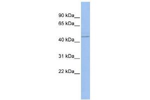 WB Suggested Anti-PML Antibody Titration:  0. (PML antibody  (N-Term))