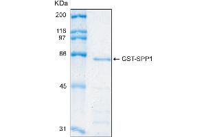 10% SDS-PAGE stained with Coomassie Blue (CB) and peptide fingerprinting by MALDI-TOF mass spectrometry (Osteopontin Protein (AA 59-300) (GST tag))